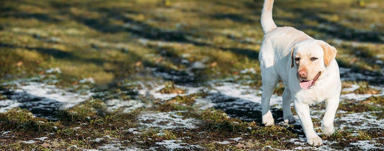 How to Train a Labrador Retriever to Walk How to Train a Labrador Retriever to Walk